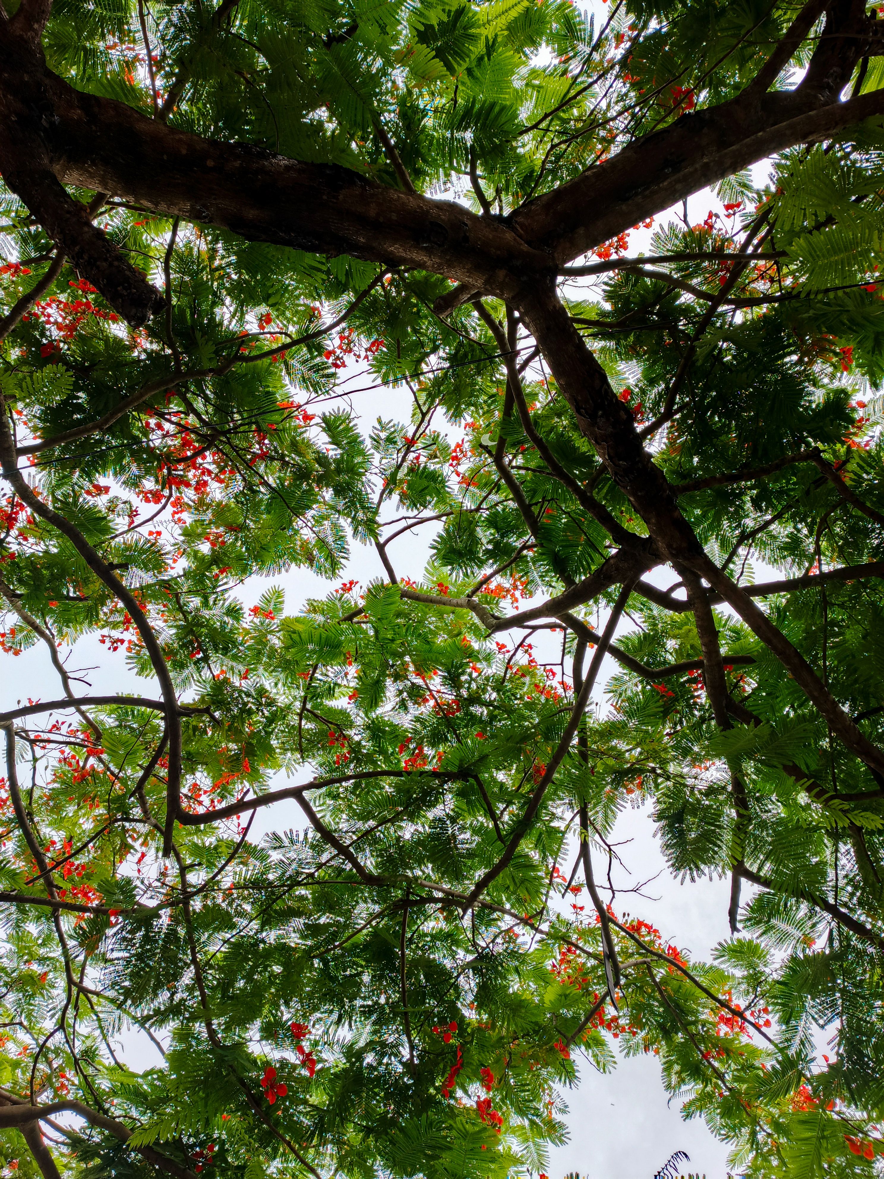 Gratuit Une vue vibrante du dessous d'un arbre aux feuilles vertes luxuriantes et aux fleurs rouges contre un ciel clair. Photos