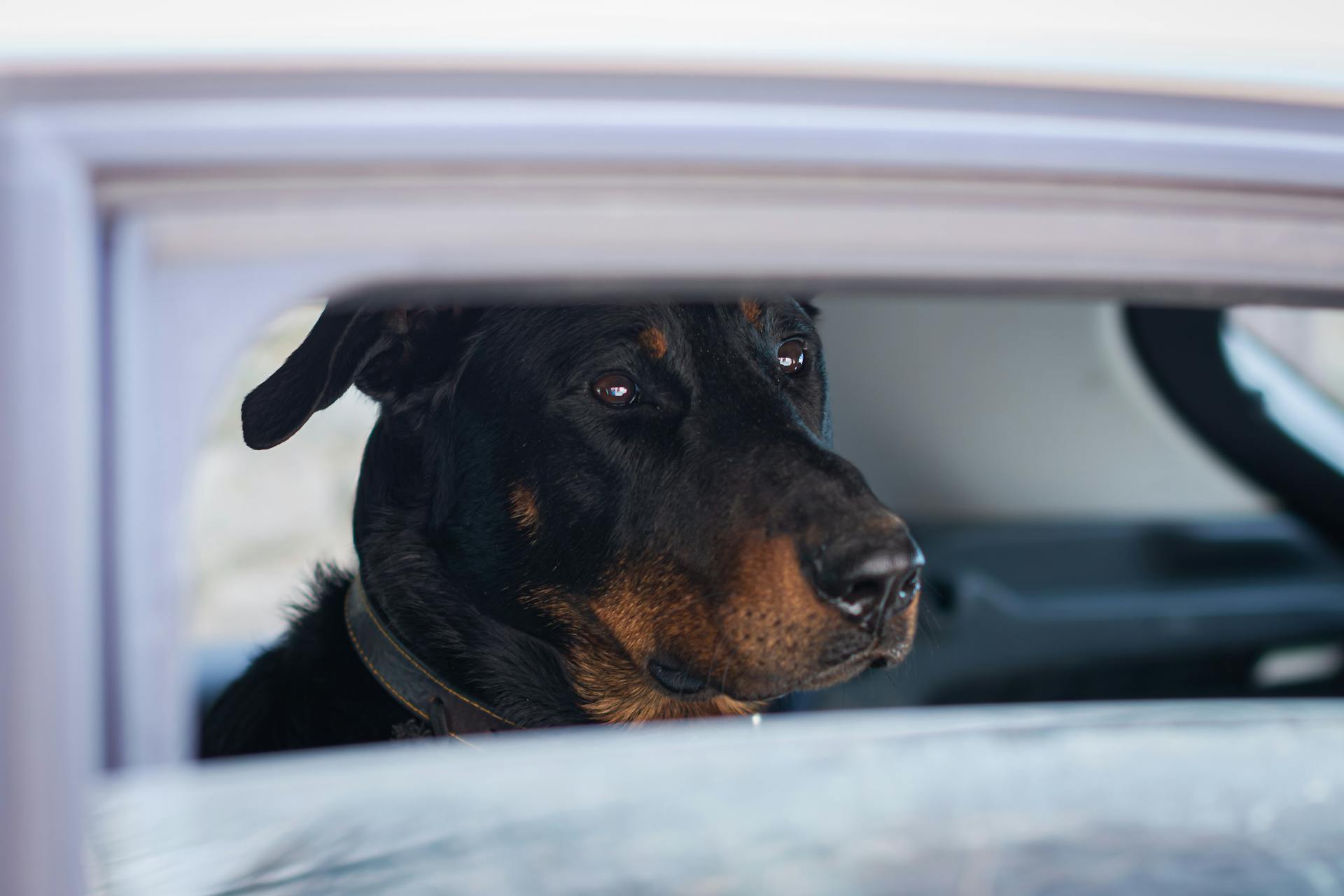 Beauceron dog looking out of a car window, curious and watchful expression.