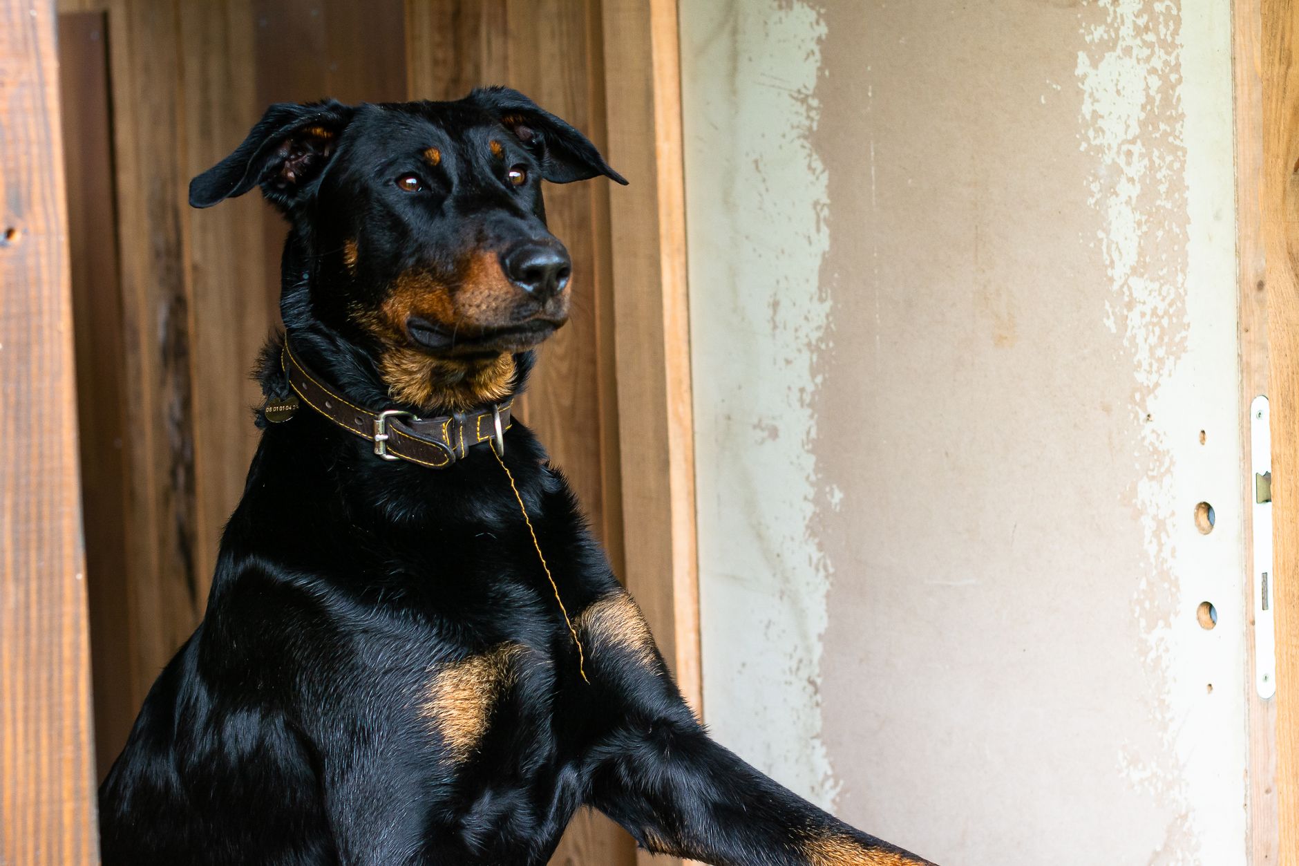 3. The Doberman Pinscher: Sleek, Intelligent Protector
