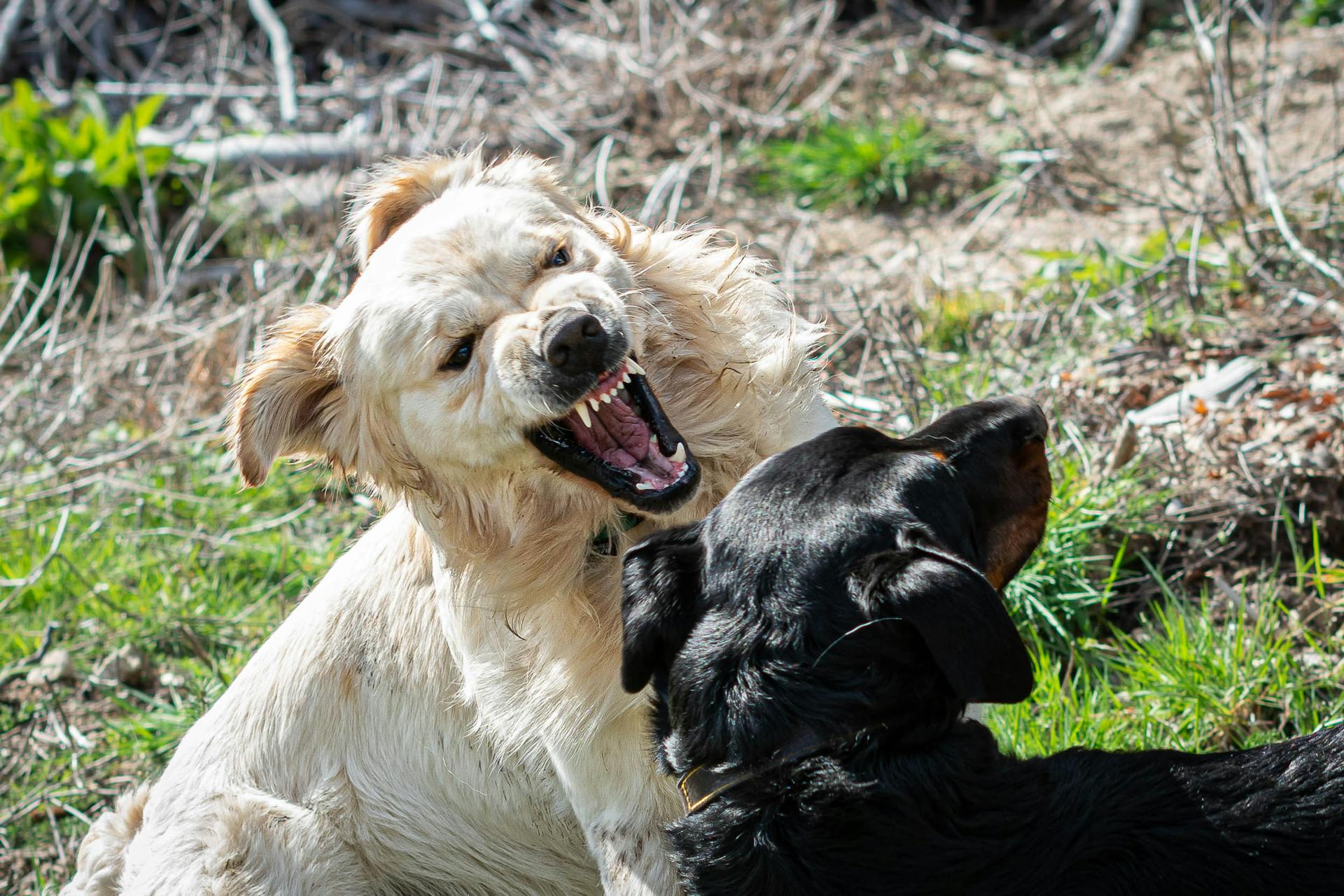 Two dogs playfully interacting in a grassy outdoor setting, showcasing joy and energy.