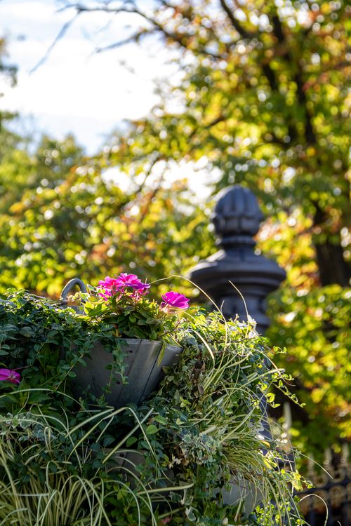 Free Vibrant pink flowers in lush greenery against a sunny Madrid park backdrop. Stock Photo