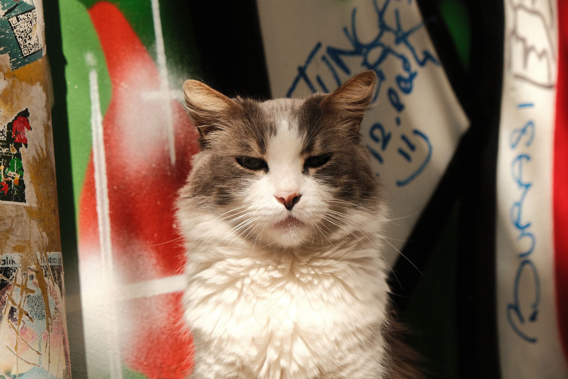 Veterinary care for a cat