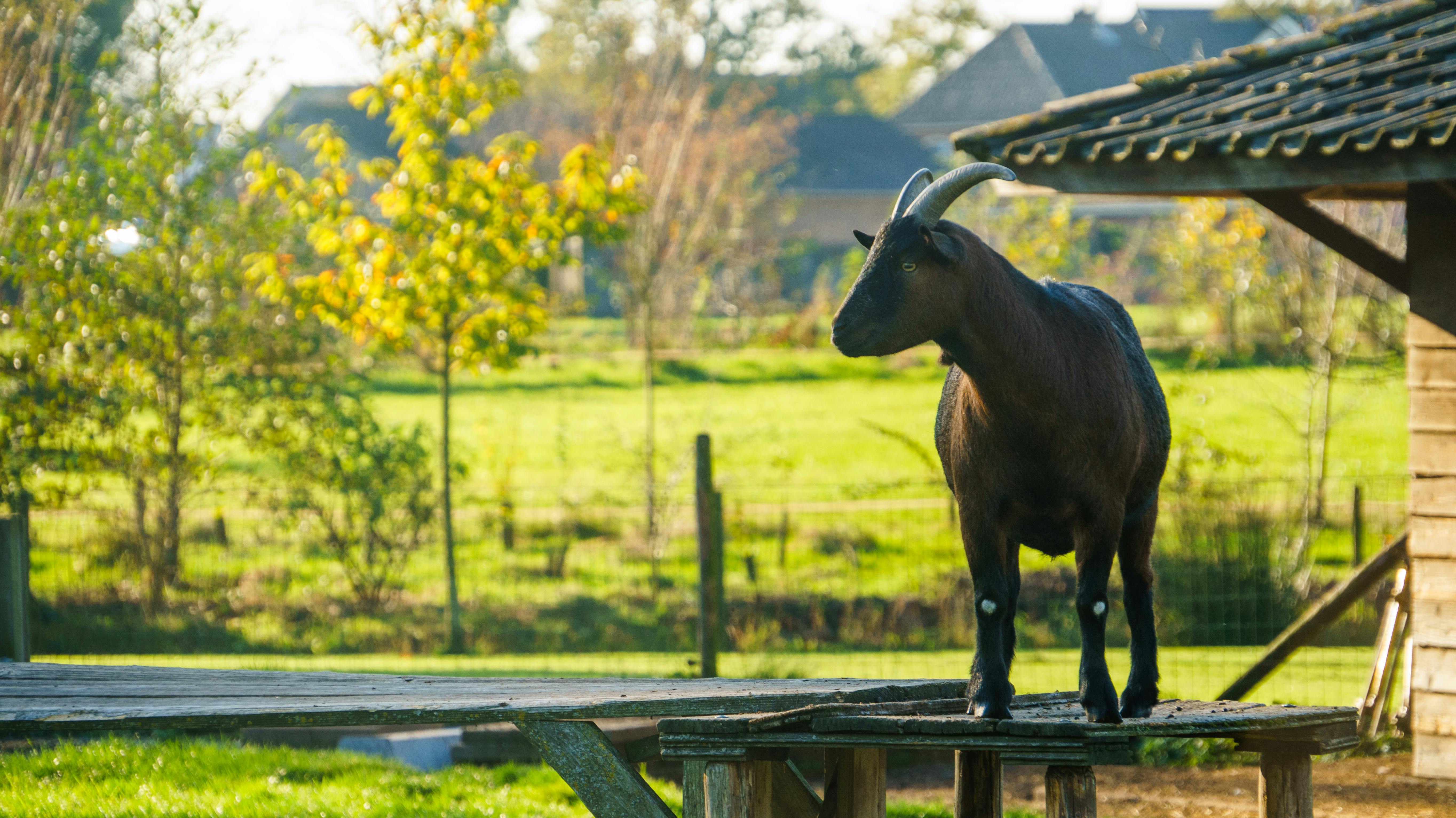 grátis Uma cabra preta está em uma estrutura de madeira em um campo ensolarado e rural, cercado por árvores. Foto profissional