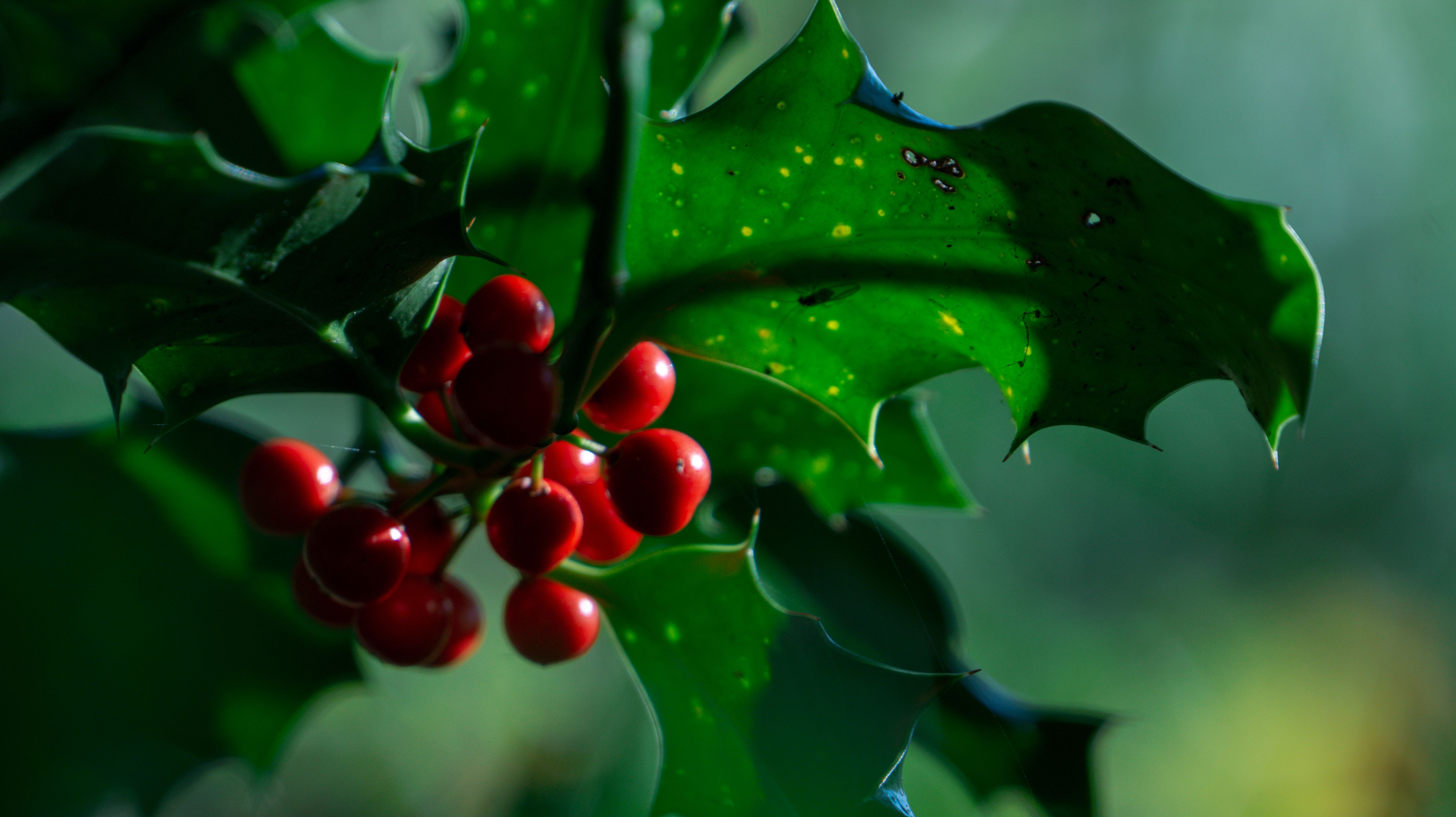 Holly