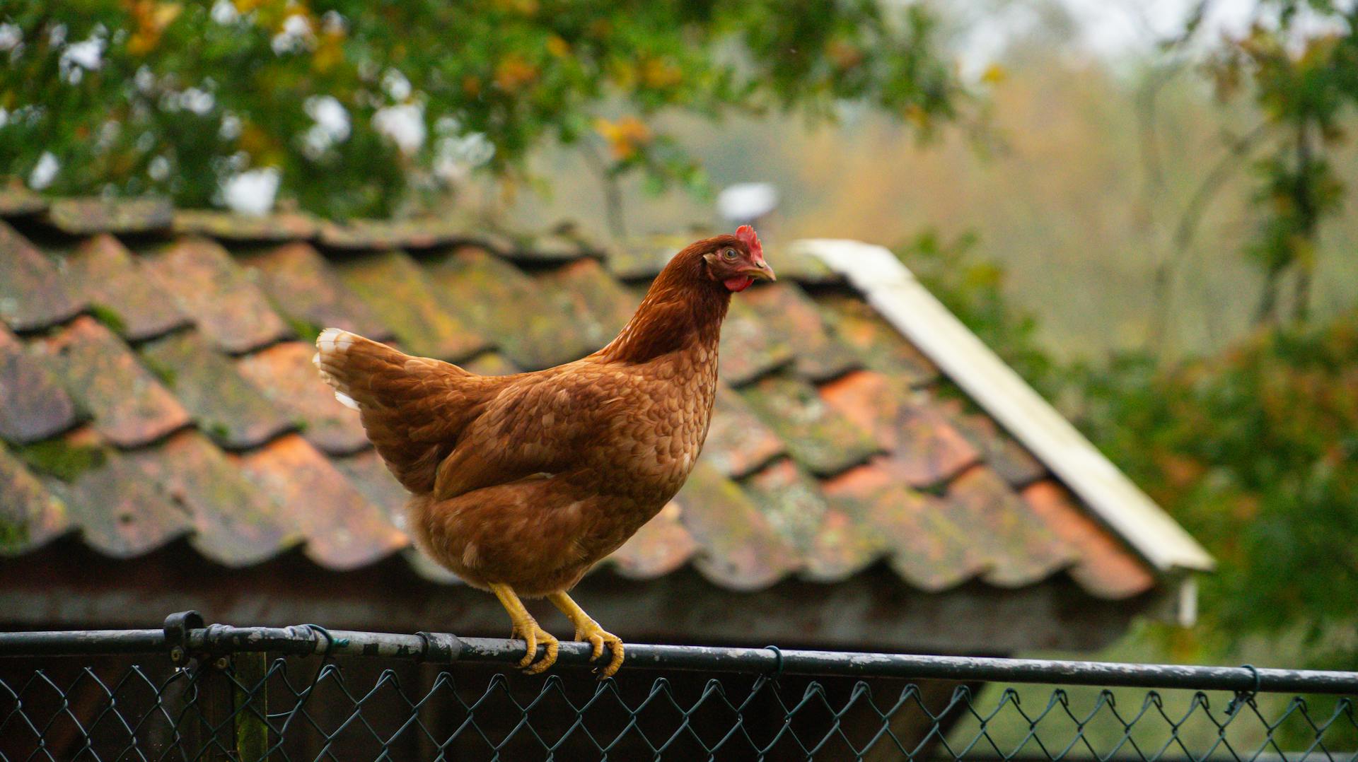 Brown chicken perched on a wire fence with a rustic tiled roof in the background.