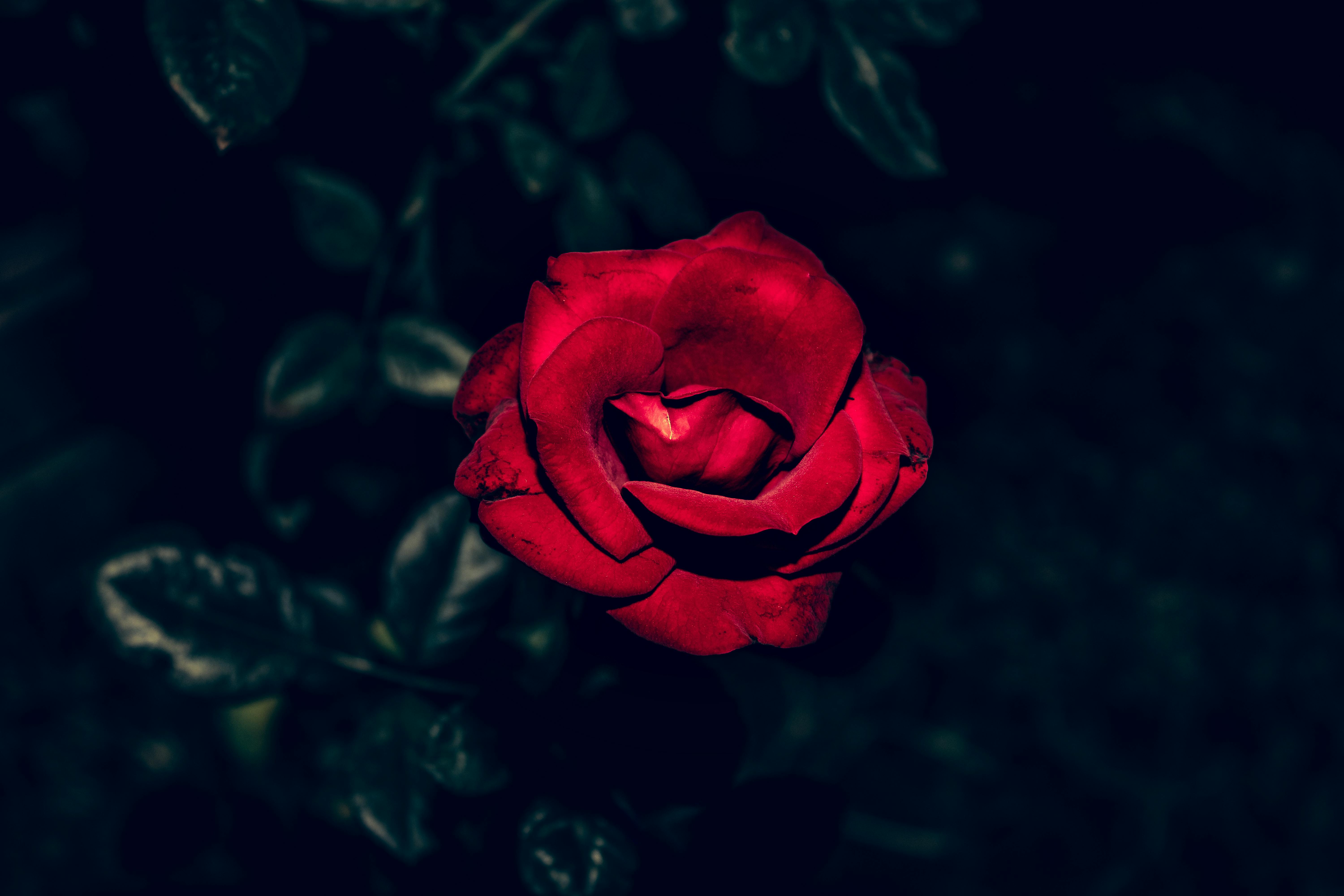 Foto Stok Gratis Tentang Alam Bunga Mawar Bunga Yang Indah