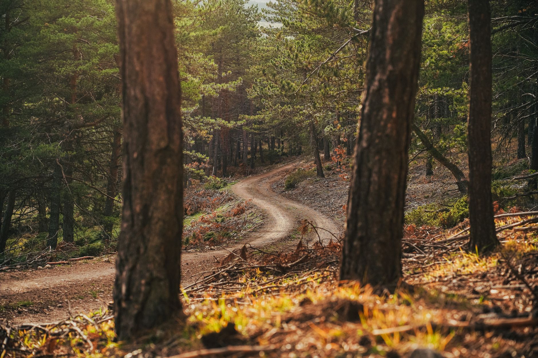 Hairpin mountain road descending through pine forest towards a red-roofed Troodos village