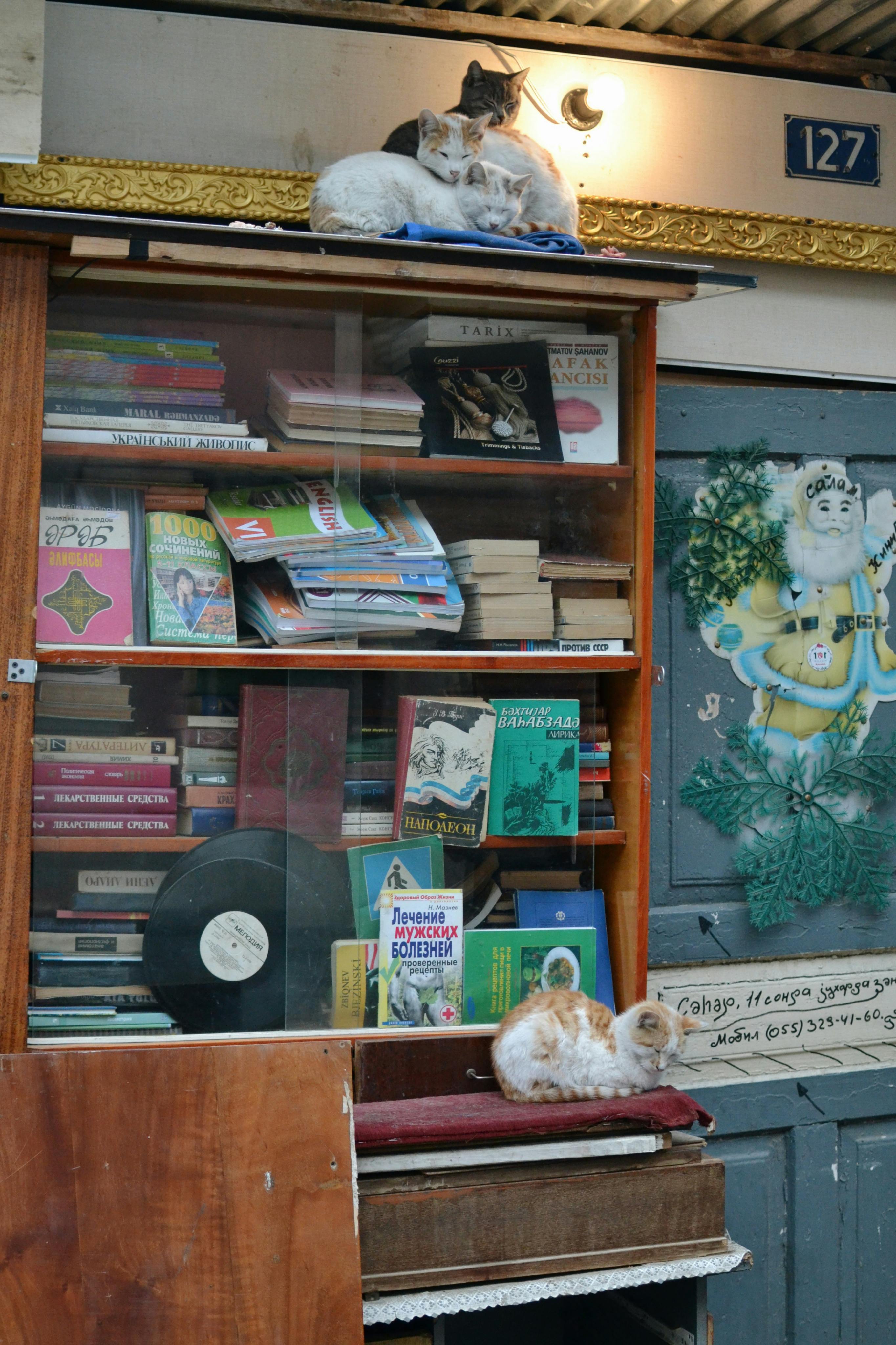 Gratuit Scenă fermecătoare de librărie de epocă cu pisici adormite deasupra unui raft plin cu cărți și un disc de vinil. Fotografie de stoc