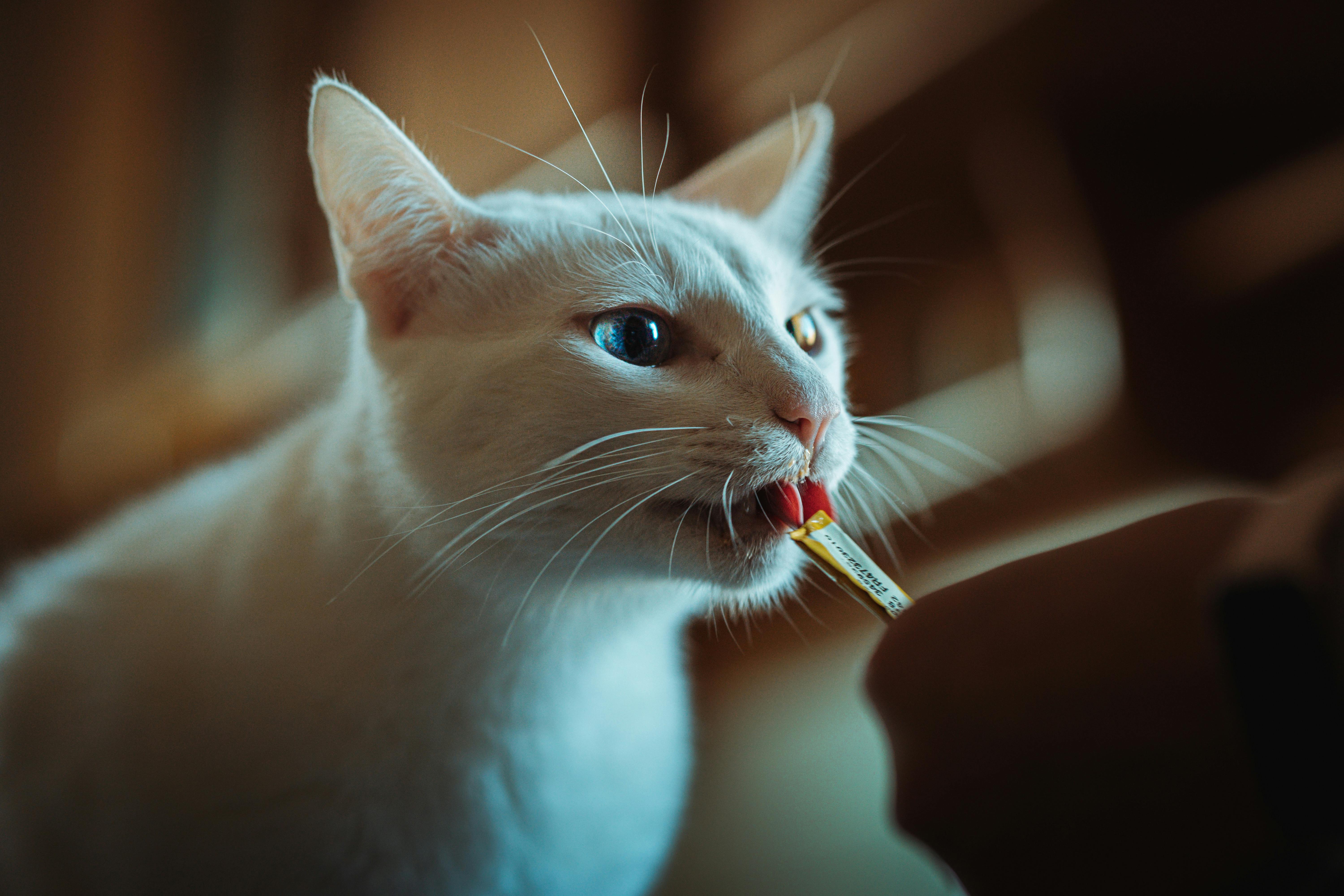 pet insurance, veterinary expenses, pet health costs, pet finance and insurance — Photo by HAMZA YAICH on Pexels