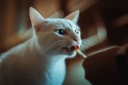 猫咪需要刷牙吗,牙结石的克星,这个方法最管用