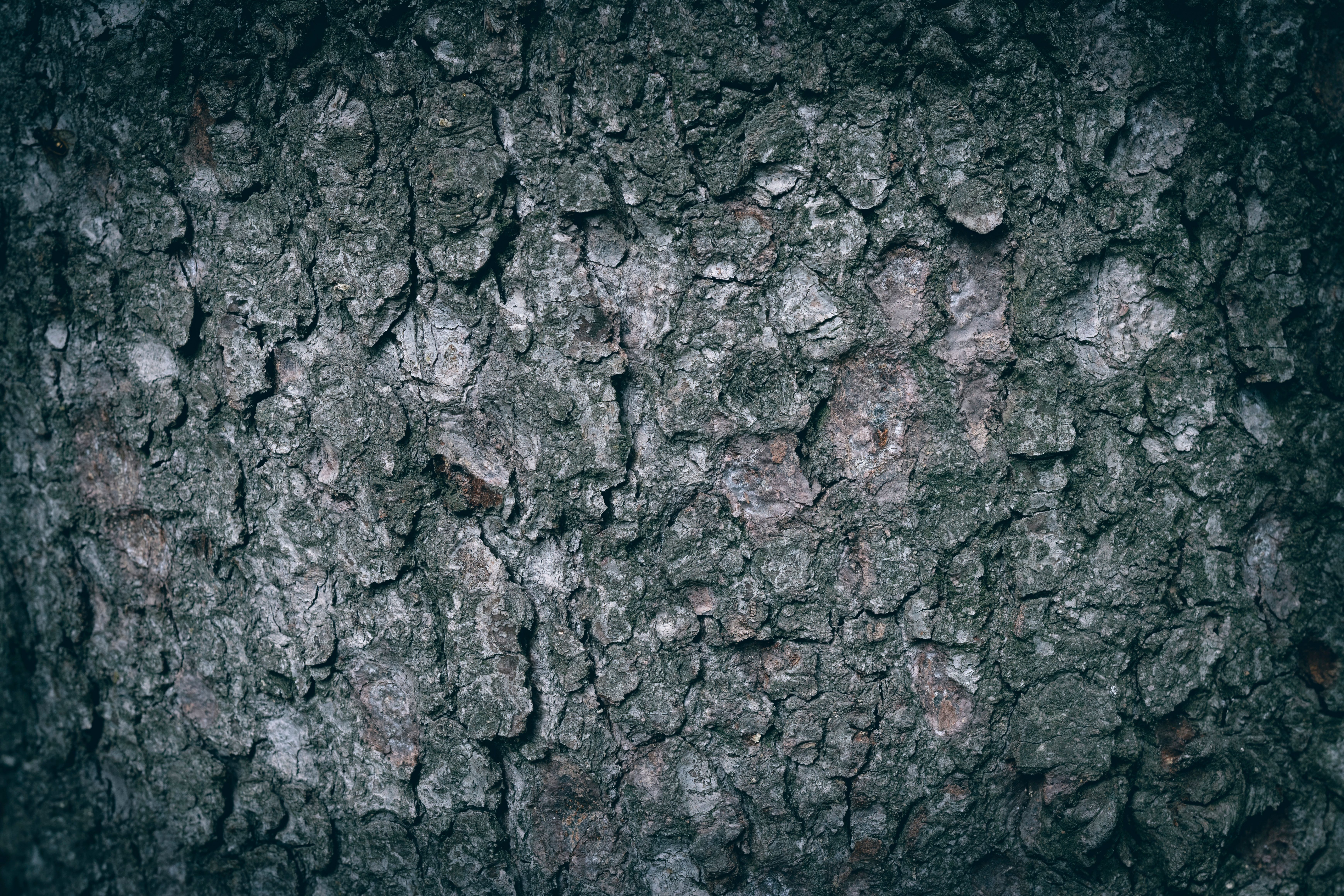 Detailed close-up of rough, textured tree bark with natural patterns and grunge aesthetic.