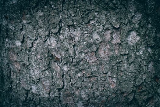 Detailed close-up of rough, textured tree bark with natural patterns and grunge aesthetic.