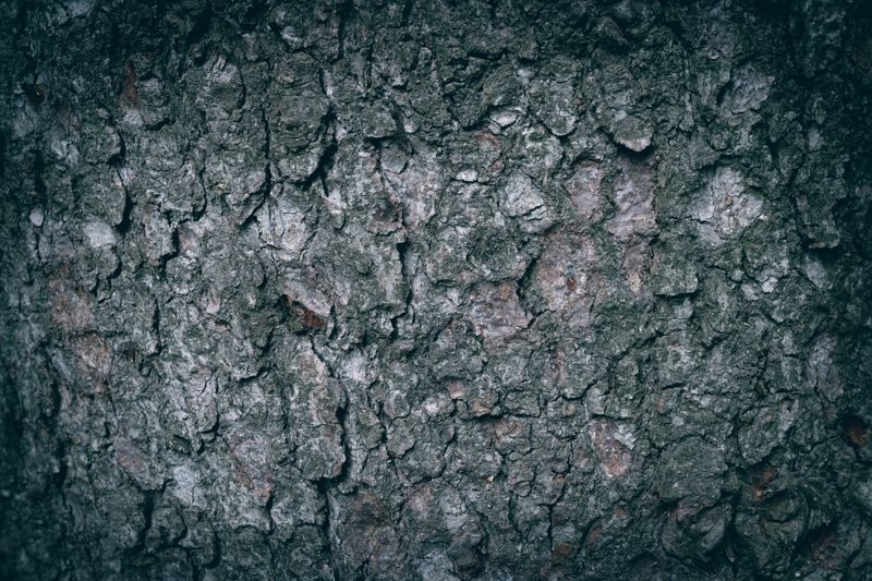Gros plan détaillé de l'écorce rugueuse d'un arbre
