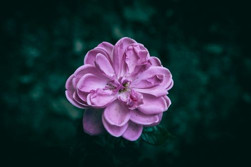 Free Vibrant pink rose in bloom captured with striking detail on dark background. Stock Photo