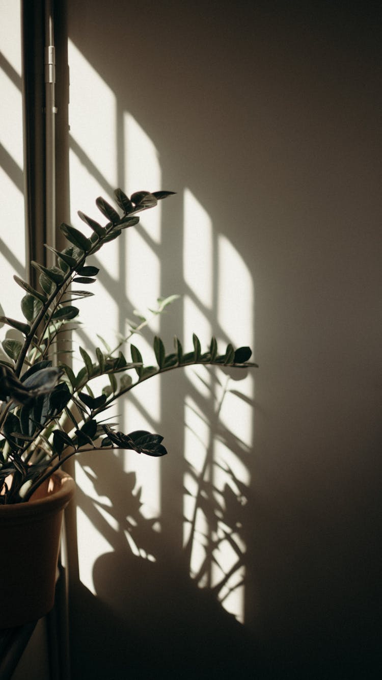 Green Plant In Pot On Window