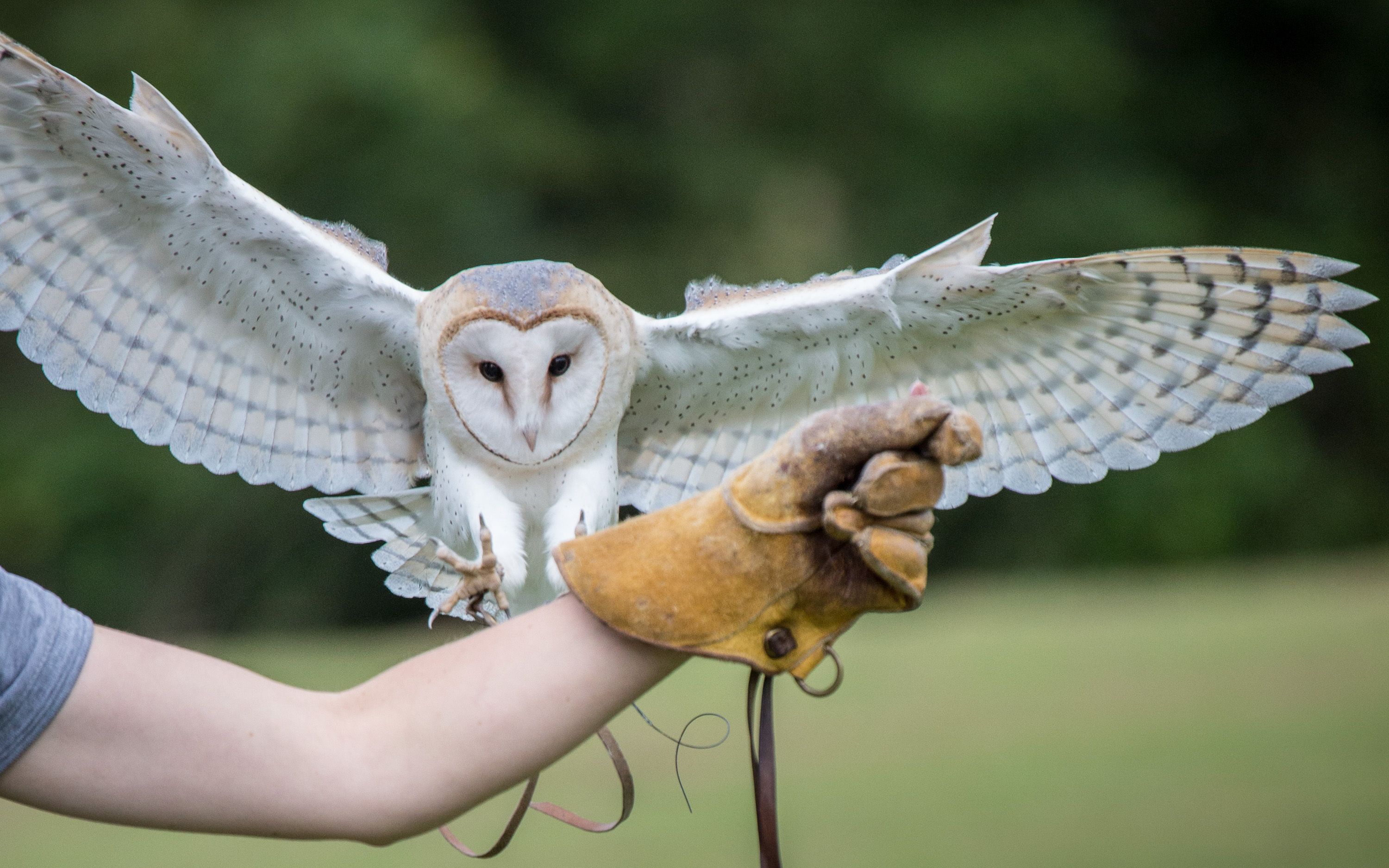 Cotswold Falconry Centre at Batsford