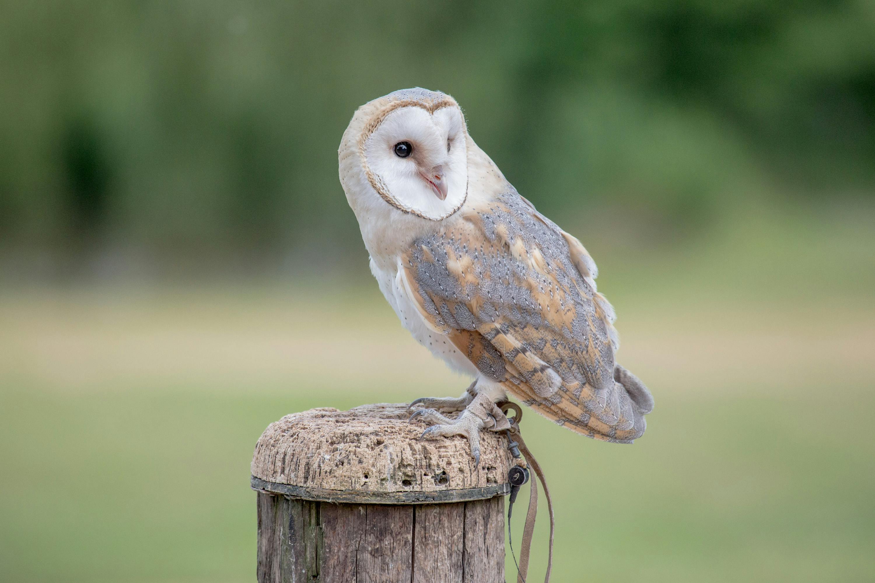 A stunning barn owl perched outdoors on a wooden post in Newent, England.