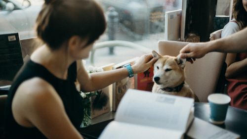 Free A woman petting a Shiba Inu at a cozy cafe, surrounded by books. Perfect for lifestyle and pet themes. Stock Photo