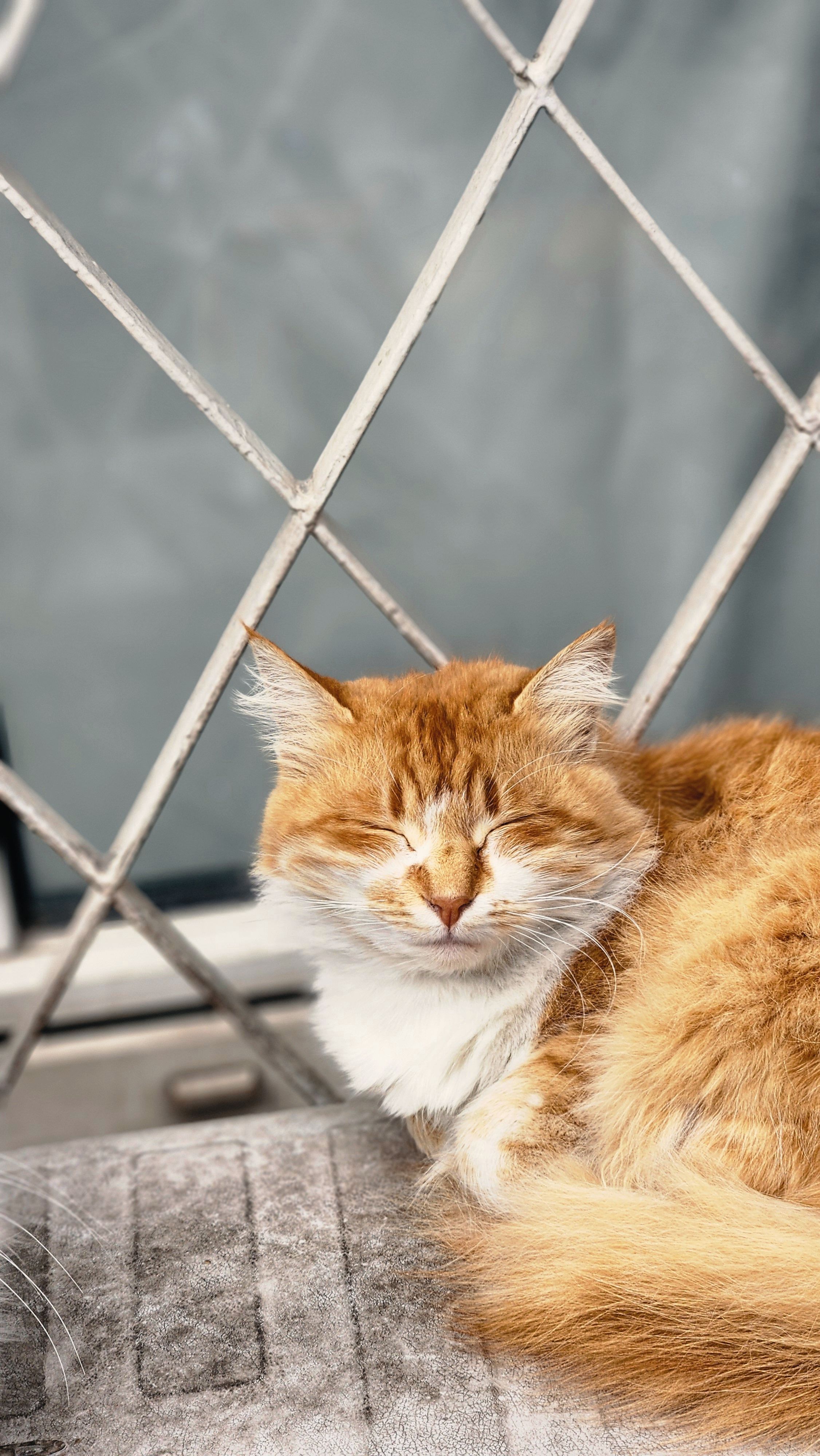 Gratis Un soffice gatto rosso dorme pacificamente appoggiato a una rete metallica, godendosi la luce del giorno. Foto a disposizione