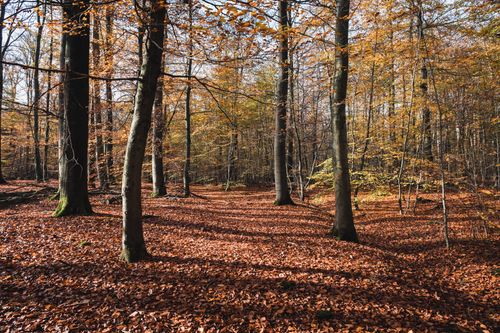Free Peaceful autumn scene in a forest with fallen leaves and warm sunlight in Schleswig-Holstein. Stock Photo