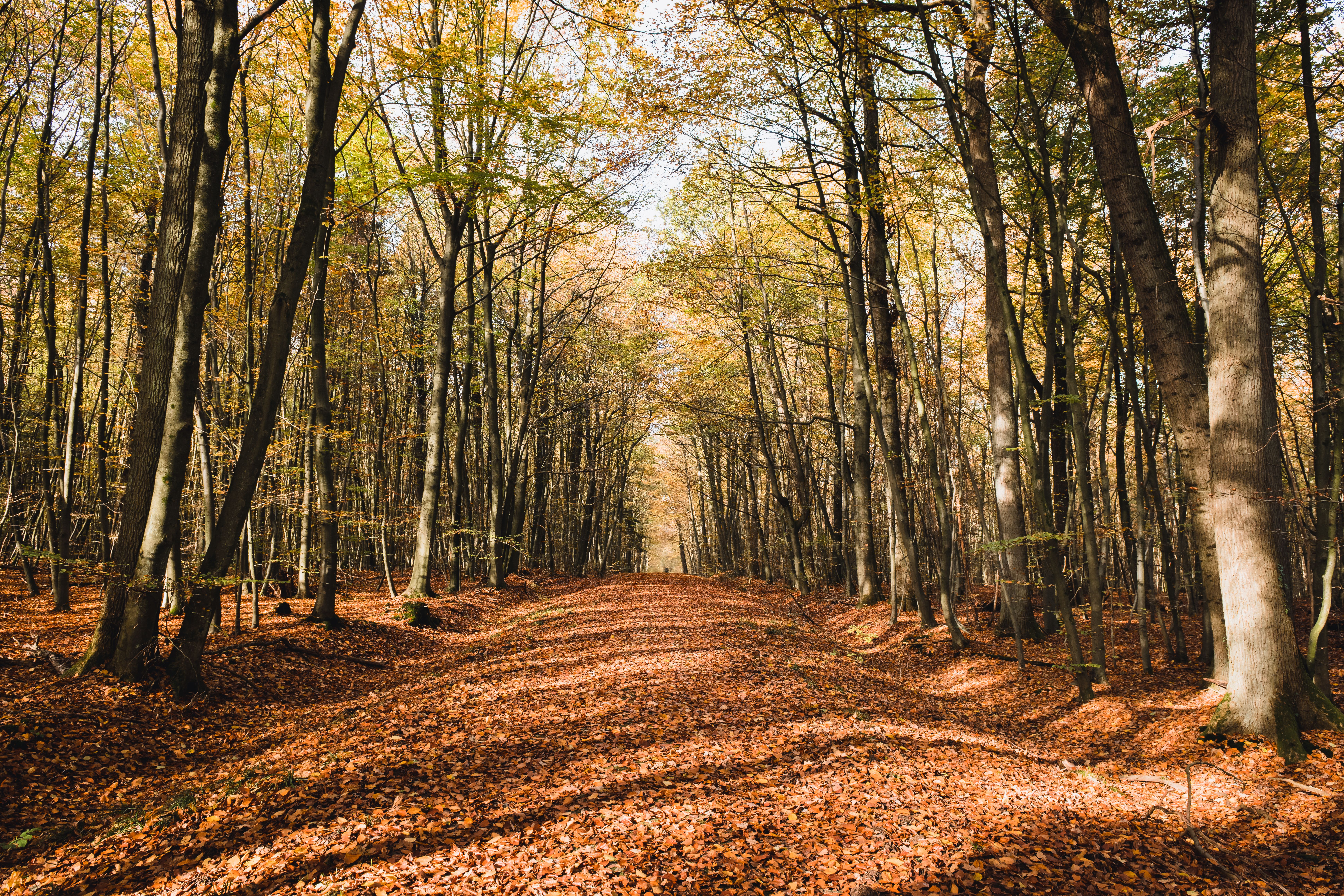 Best Locations for Fall Foliage 2026