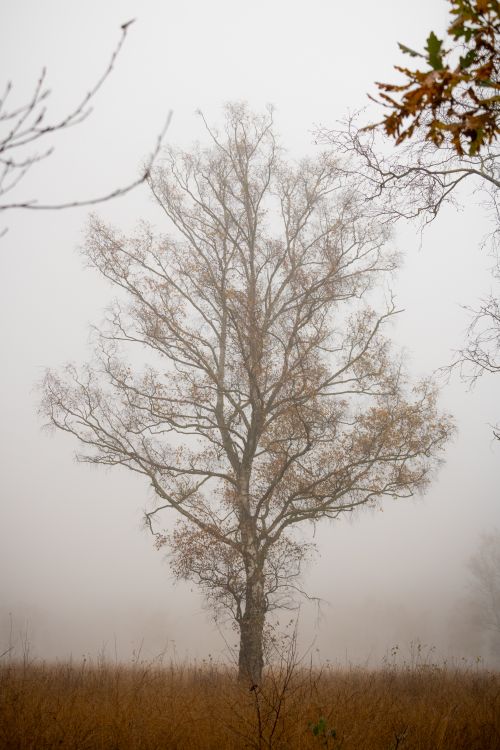 Free Misty autumn landscape featuring a solitary tree amidst fog in Hamburg. Stock Photo