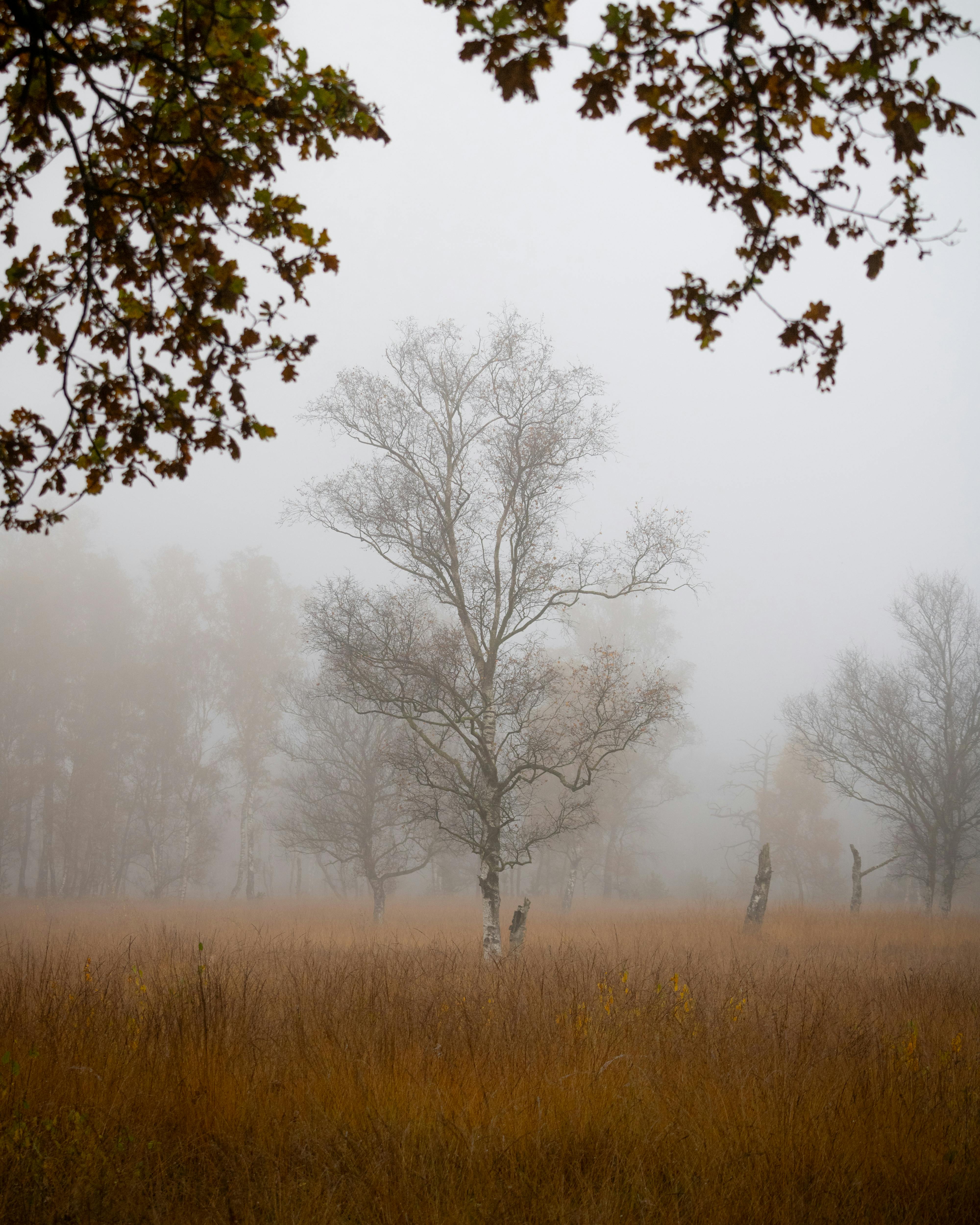 Serene autumn scene with fog, trees, and orange leaves in Hamburg.