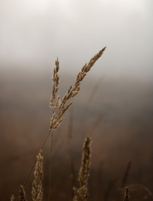 Free A serene autumn morning in a foggy wheat field in Hamburg, capturing the essence of fall. Stock Photo