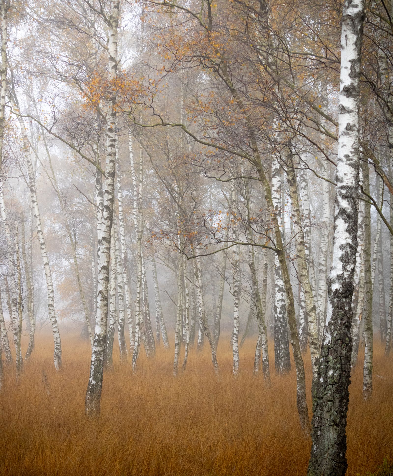 4k Misty Forest Wallpapers Photos, Download The BEST Free 4k Misty