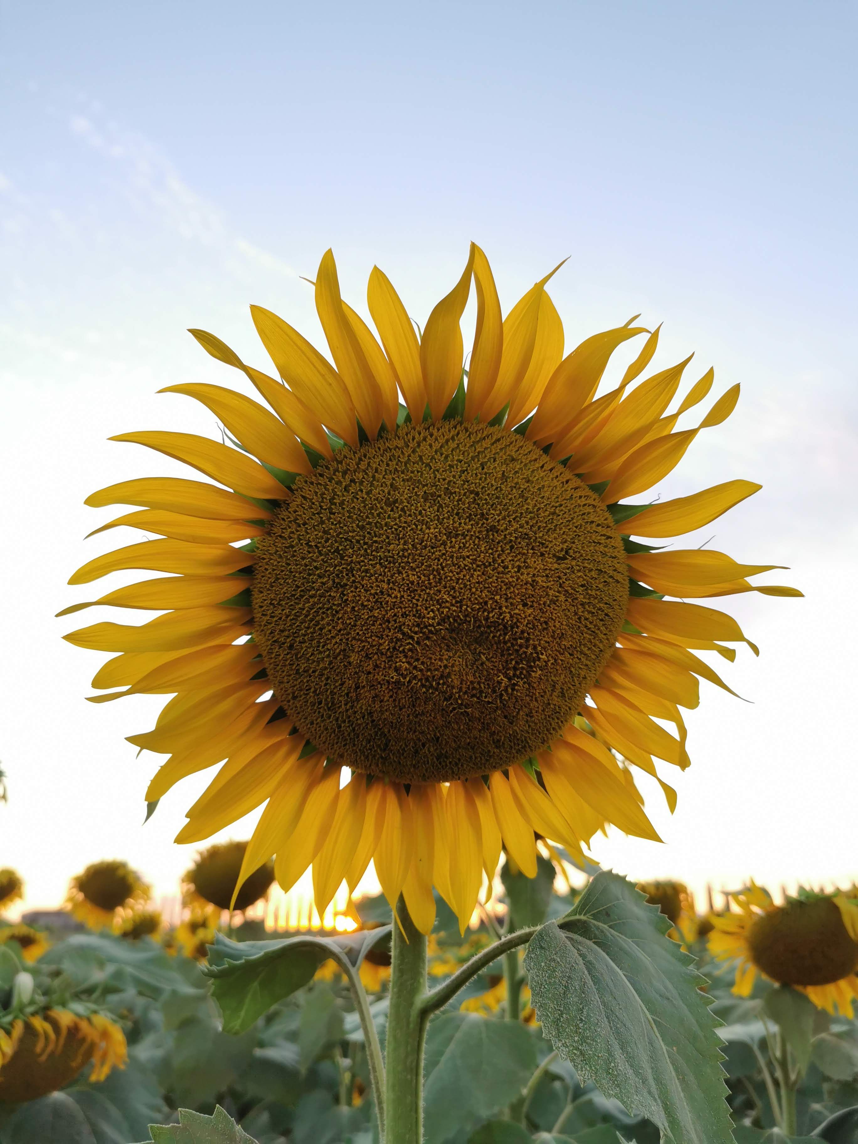 Close Up Photo of Sunflower · Free Stock Photo