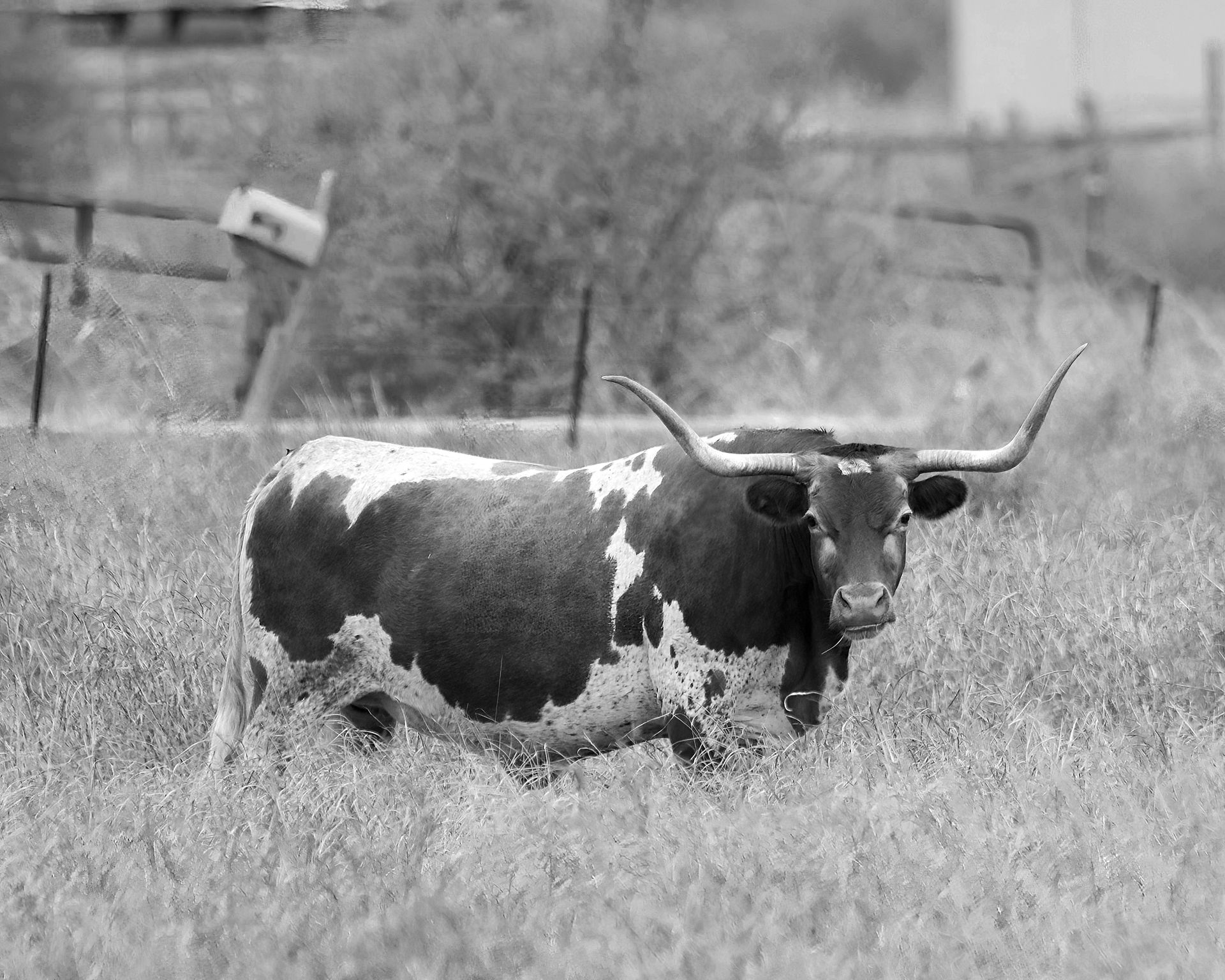 Free stock photo of cow, longhorn, texas