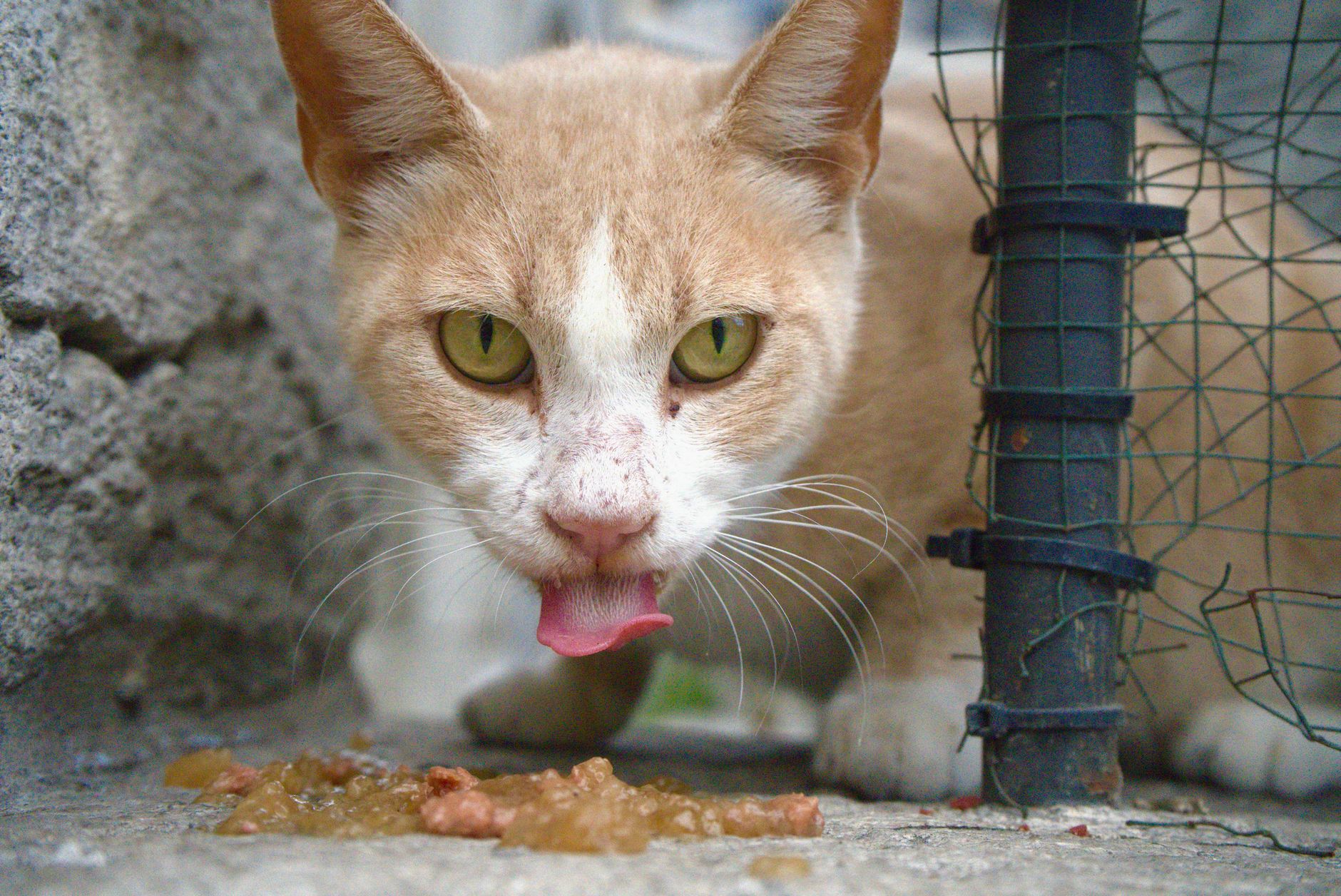 pexels-photo-29254884 Combien de souris mange un chat par jour, vraiment ?