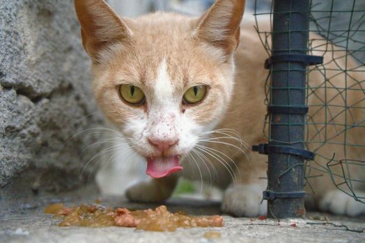 Famous Cat that Survived Atomic Bomb