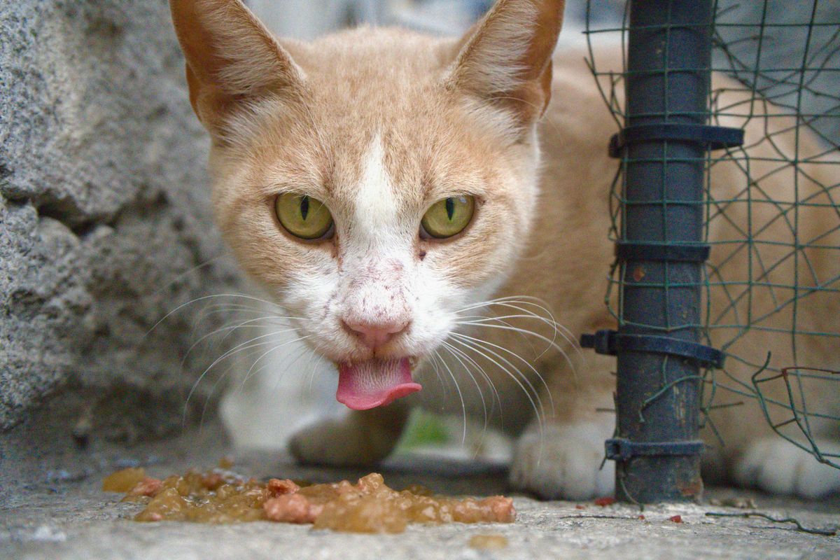 mon chat vomit souvent - Quels sont les différents types de vomis chez le chat ?
