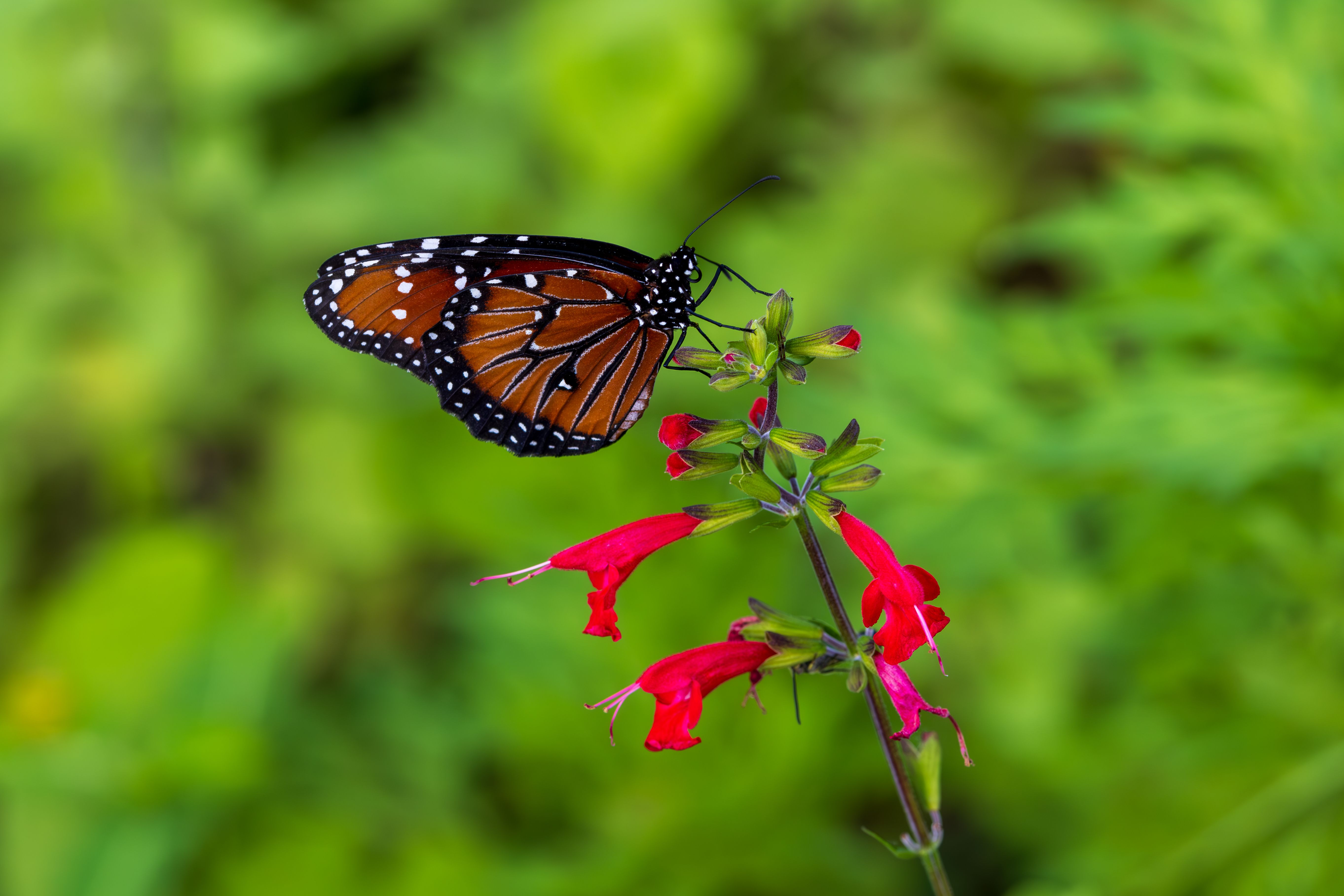 575.211+ Fotos y Imágenes de Flores rojas Gratis · Banco de Fotos Gratis