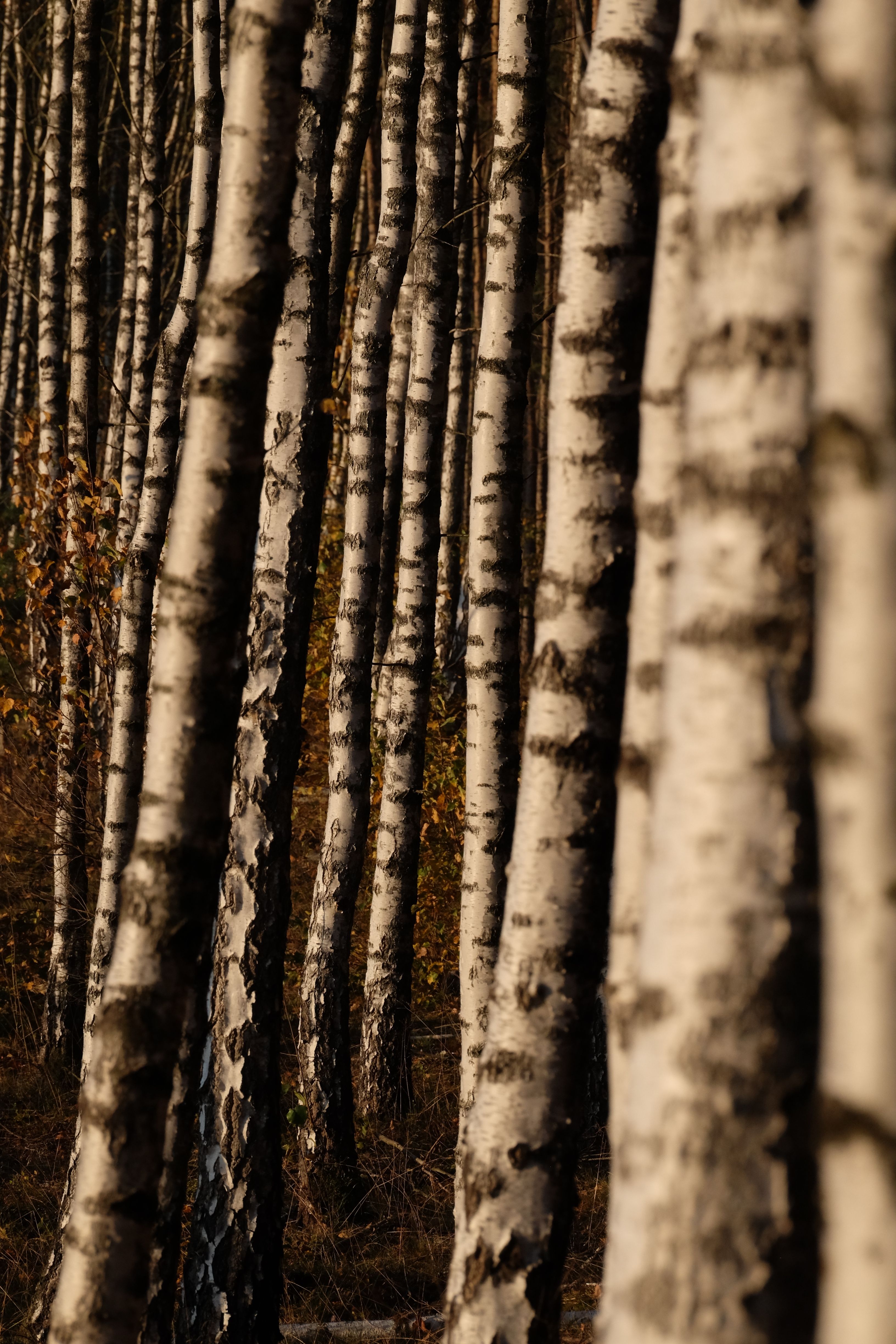 A tranquil birch tree forest with soft autumn sunlight filtering through, capturing nature's beauty.