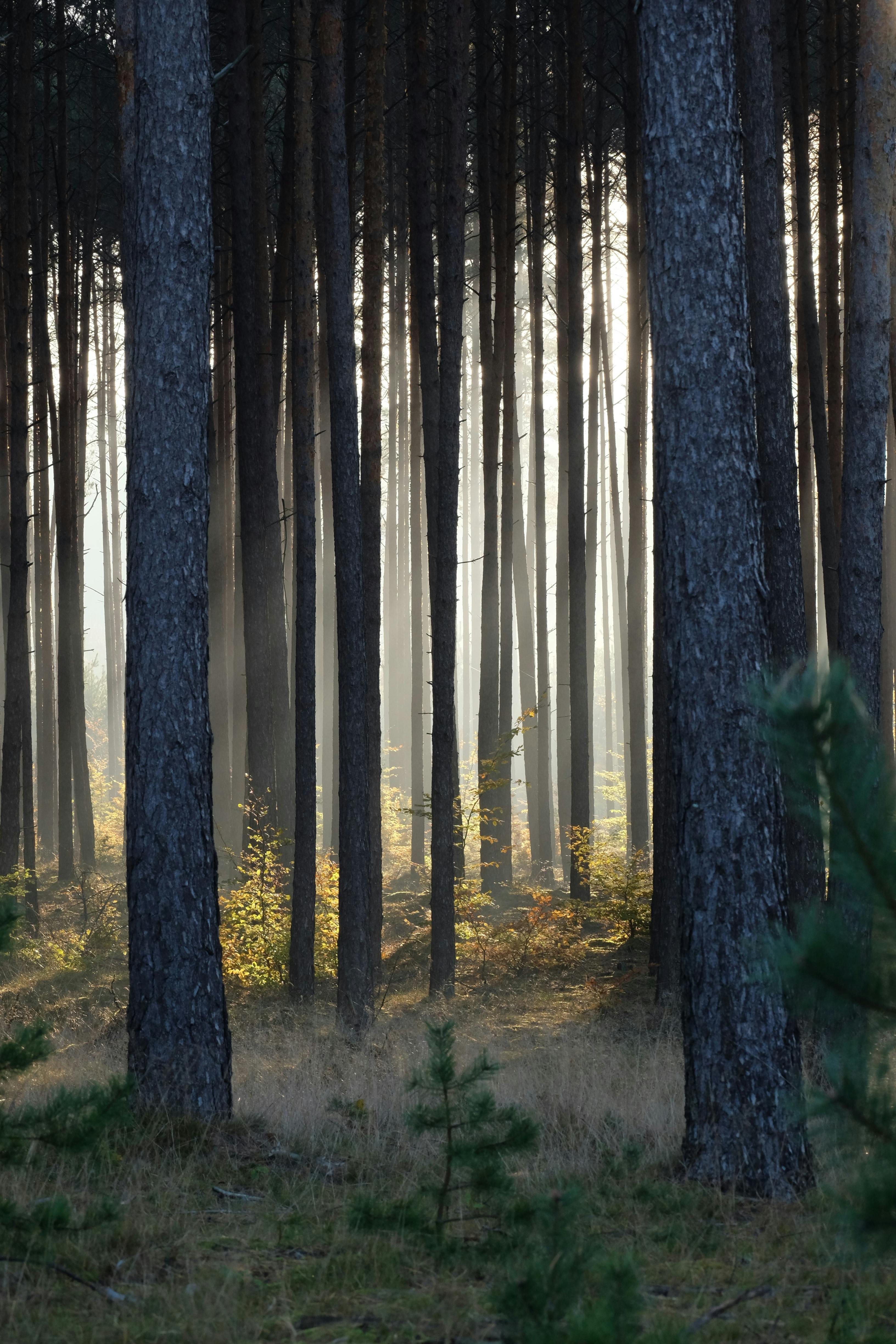 A Tree In A Forest A Collection Of Ajahn Chah S Similes