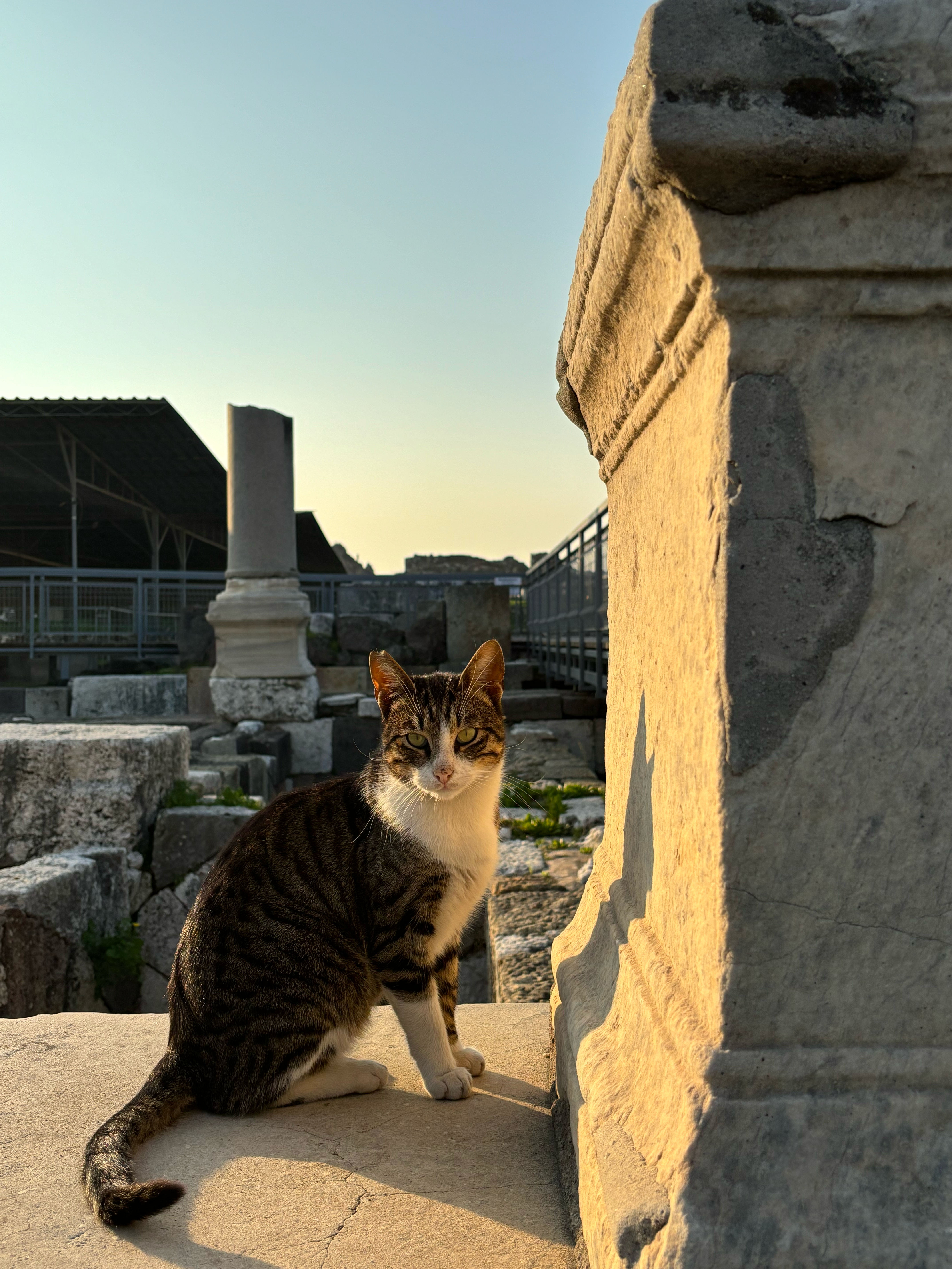 Captivating image of a cat in the historical ruins of İzmir, Türkiye at sunset.