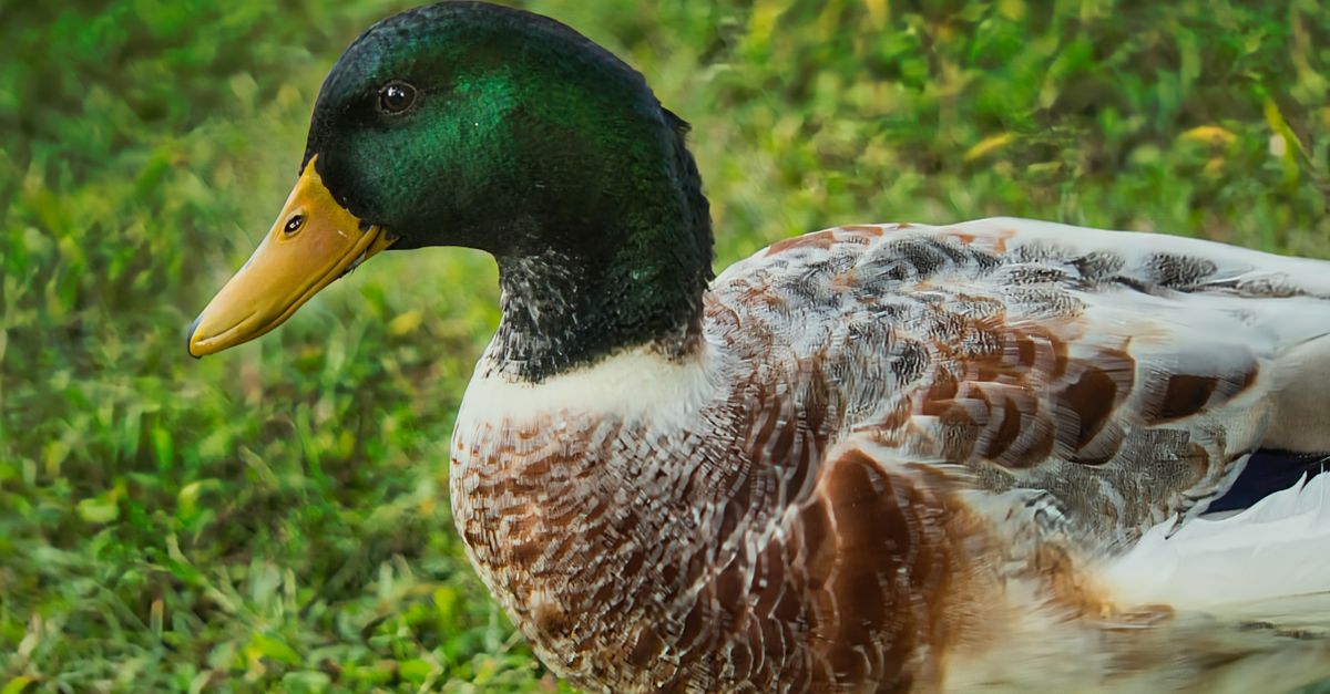 Vibrant Mallard duck captured in Sardegna, showcasing colorful plumage.
