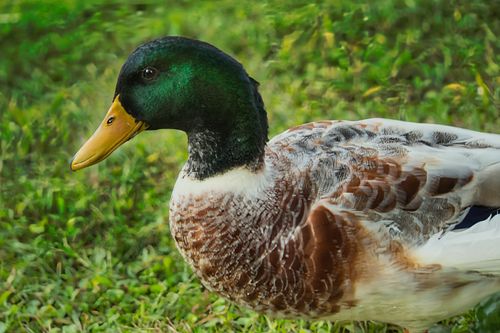 Free Vibrant Mallard duck captured in Sardegna, showcasing colorful plumage. Stock Photo