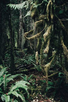 Explore the serene beauty of a mossy forest with lush ferns and towering trees.