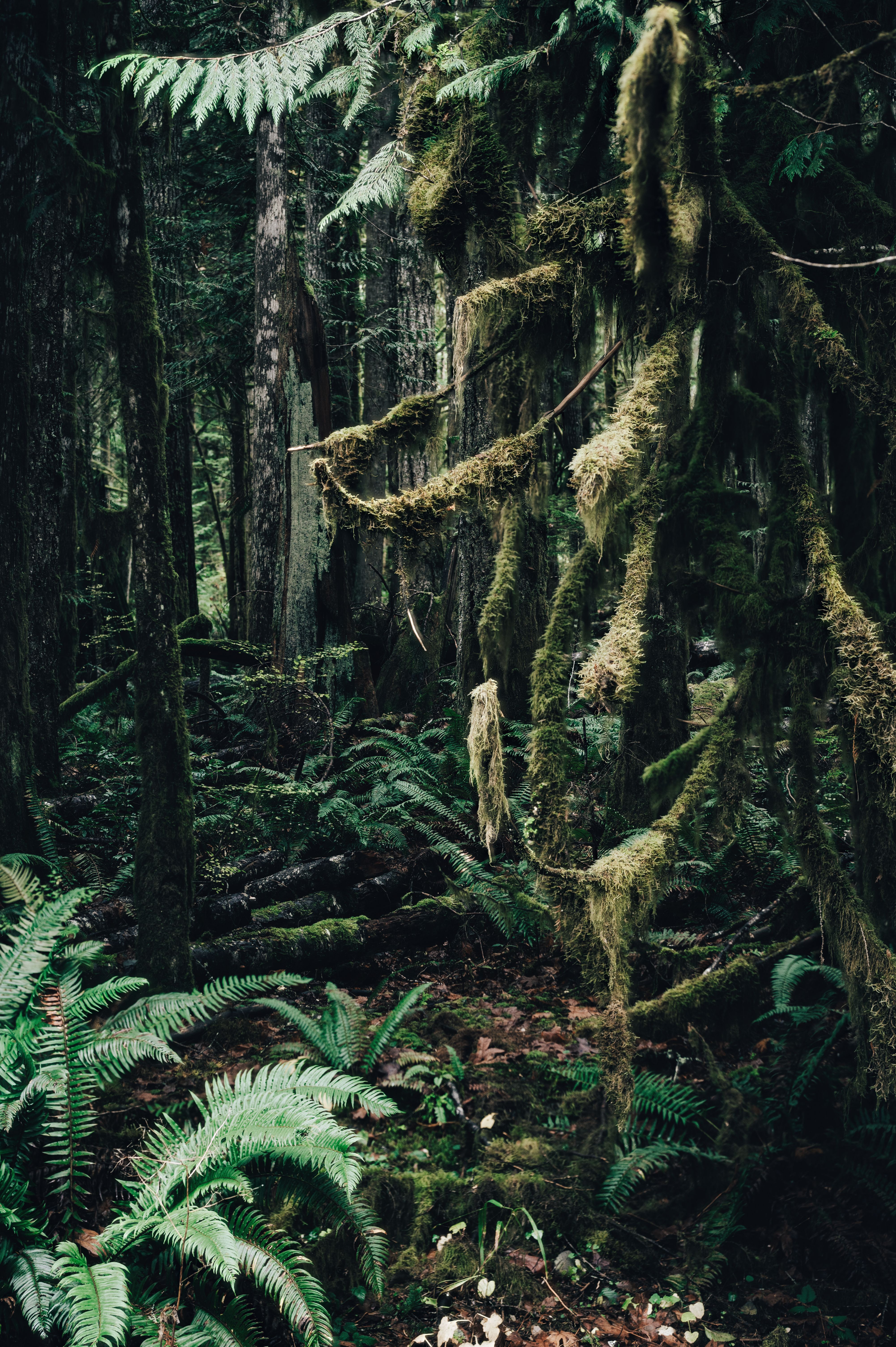 Lush Mossy Forest with Ferns and Trees · Free Stock Photo
