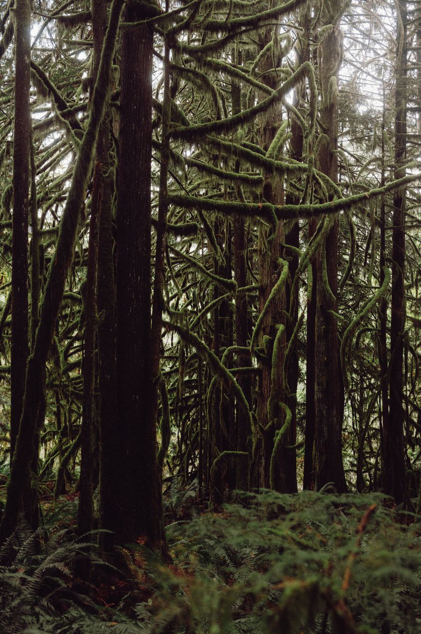 Dense forest featuring tall trees draped in vibrant green moss, evoking a mystical woodland feel.. pexels, dense, forest