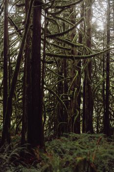 Dense forest featuring tall trees draped in vibrant green moss, evoking a mystical woodland feel.. pexels, dense, forest