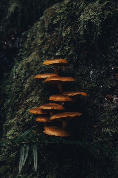 Free A group of brown mushrooms growing on a mossy surface in a dark, earthy environment. Stock Photo