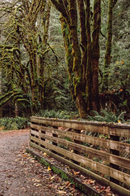Free A serene forest path lined with moss-covered trees and a wooden fence. Stock Photo