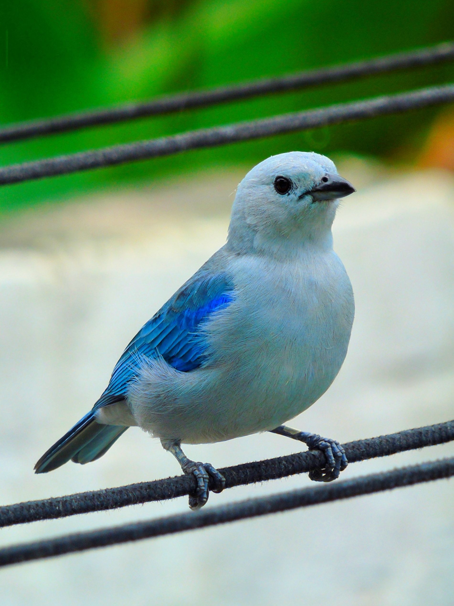 A vibrant blue-gray tanager bird resting on a wire with a blurred green background.