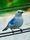 blue bird
