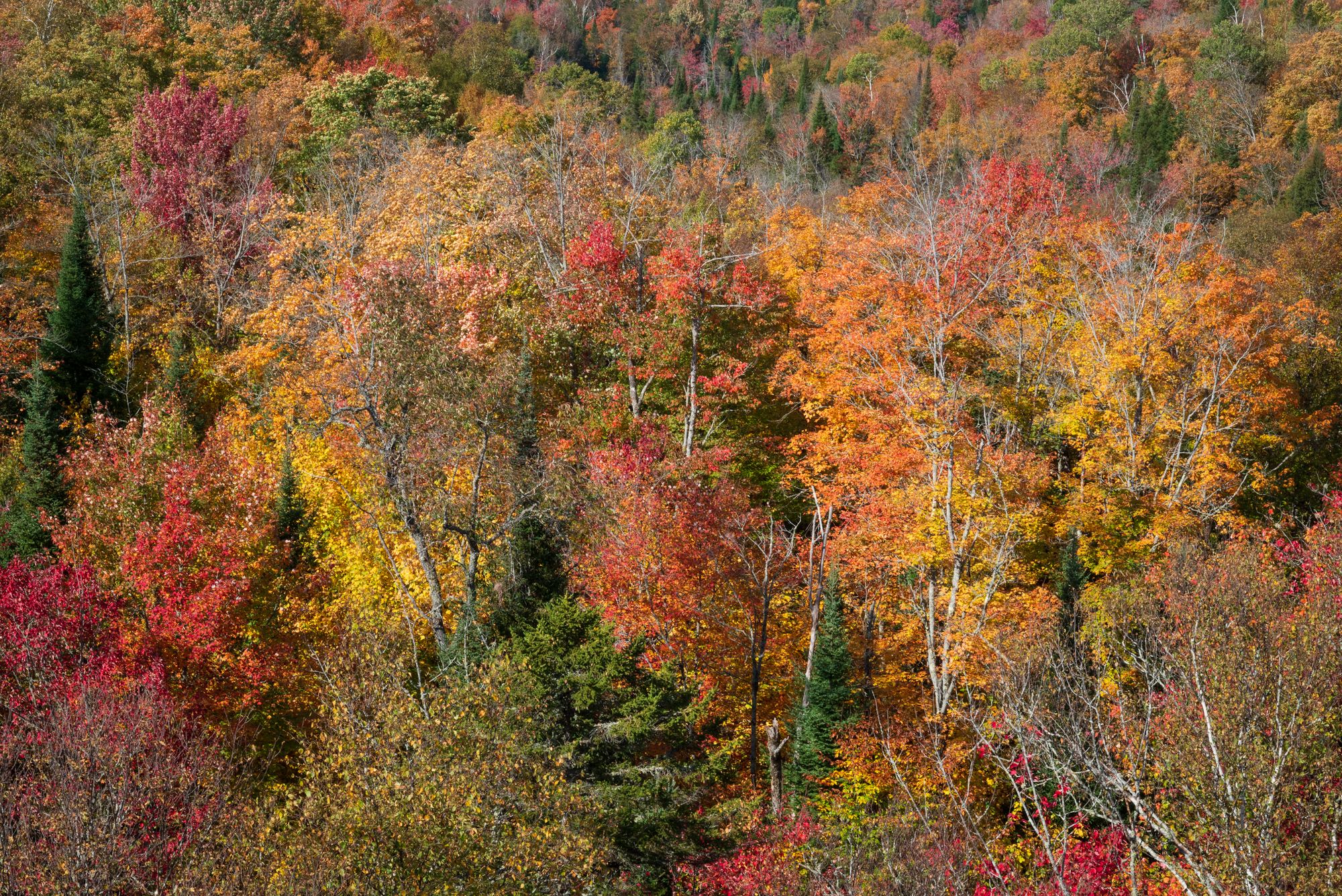 Stunning aerial view of colorful fall foliage in Quebec forest, showcasing autumn beauty.