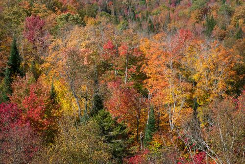 Free Stunning aerial view of colorful fall foliage in Quebec forest, showcasing autumn beauty. Stock Photo
